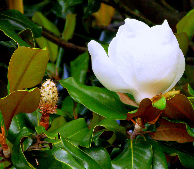 Magnolia Grandiflora
